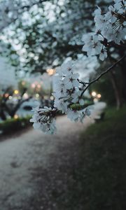 Preview wallpaper sakura, flowers, petals, spring, macro, twilight