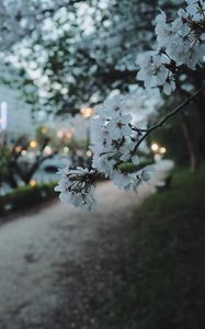 Preview wallpaper sakura, flowers, petals, spring, macro, twilight