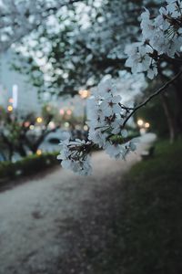 Preview wallpaper sakura, flowers, petals, spring, macro, twilight