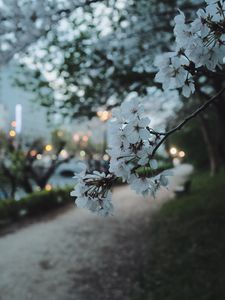 Preview wallpaper sakura, flowers, petals, spring, macro, twilight