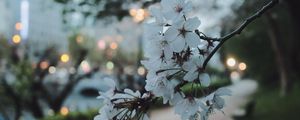 Preview wallpaper sakura, flowers, petals, spring, macro, twilight