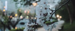 Preview wallpaper sakura, flowers, petals, spring, macro, twilight