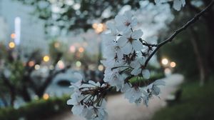 Preview wallpaper sakura, flowers, petals, spring, macro, twilight