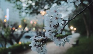 Preview wallpaper sakura, flowers, petals, spring, macro, twilight
