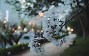 Preview wallpaper sakura, flowers, petals, spring, macro, twilight