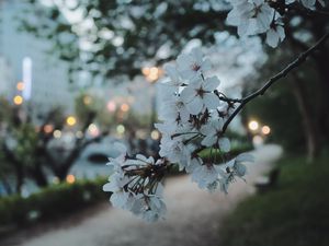 Preview wallpaper sakura, flowers, petals, spring, macro, twilight