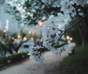Preview wallpaper sakura, flowers, petals, spring, macro, twilight