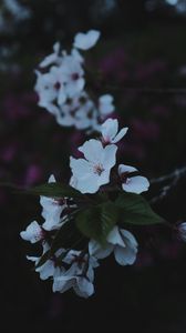 Preview wallpaper sakura, flowers, petals, branch, macro