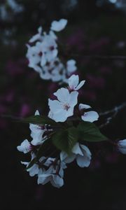 Preview wallpaper sakura, flowers, petals, branch, macro