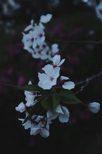 Preview wallpaper sakura, flowers, petals, branch, macro