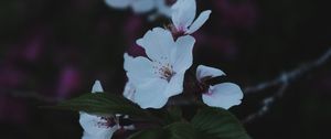 Preview wallpaper sakura, flowers, petals, branch, macro