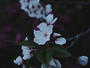 Preview wallpaper sakura, flowers, petals, branch, macro