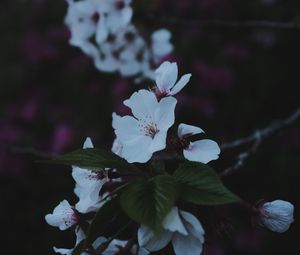 Preview wallpaper sakura, flowers, petals, branch, macro