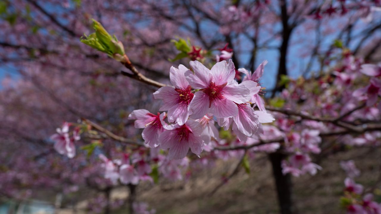 Wallpaper sakura, flowers, petals, branches, macro, pink