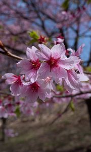 Preview wallpaper sakura, flowers, petals, branches, macro, pink