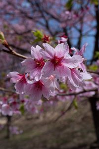 Preview wallpaper sakura, flowers, petals, branches, macro, pink