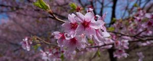 Preview wallpaper sakura, flowers, petals, branches, macro, pink