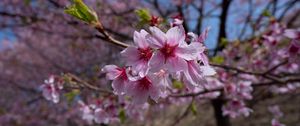 Preview wallpaper sakura, flowers, petals, branches, macro, pink