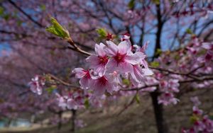 Preview wallpaper sakura, flowers, petals, branches, macro, pink