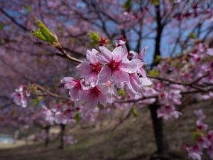 Preview wallpaper sakura, flowers, petals, branches, macro, pink