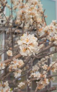 Preview wallpaper sakura, flowers, petals, branches, spring, macro, aesthetics