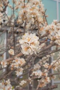 Preview wallpaper sakura, flowers, petals, branches, spring, macro, aesthetics