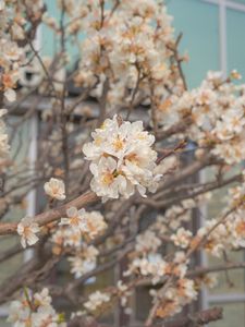 Preview wallpaper sakura, flowers, petals, branches, spring, macro, aesthetics