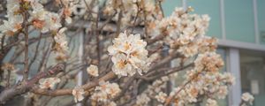 Preview wallpaper sakura, flowers, petals, branches, spring, macro, aesthetics