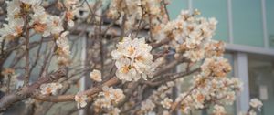 Preview wallpaper sakura, flowers, petals, branches, spring, macro, aesthetics