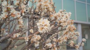 Preview wallpaper sakura, flowers, petals, branches, spring, macro, aesthetics