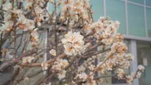 Preview wallpaper sakura, flowers, petals, branches, spring, macro, aesthetics