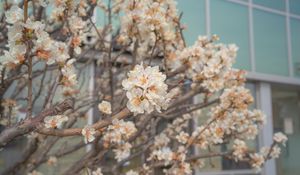 Preview wallpaper sakura, flowers, petals, branches, spring, macro, aesthetics