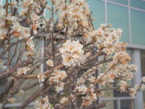 Preview wallpaper sakura, flowers, petals, branches, spring, macro, aesthetics