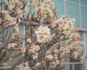 Preview wallpaper sakura, flowers, petals, branches, spring, macro, aesthetics