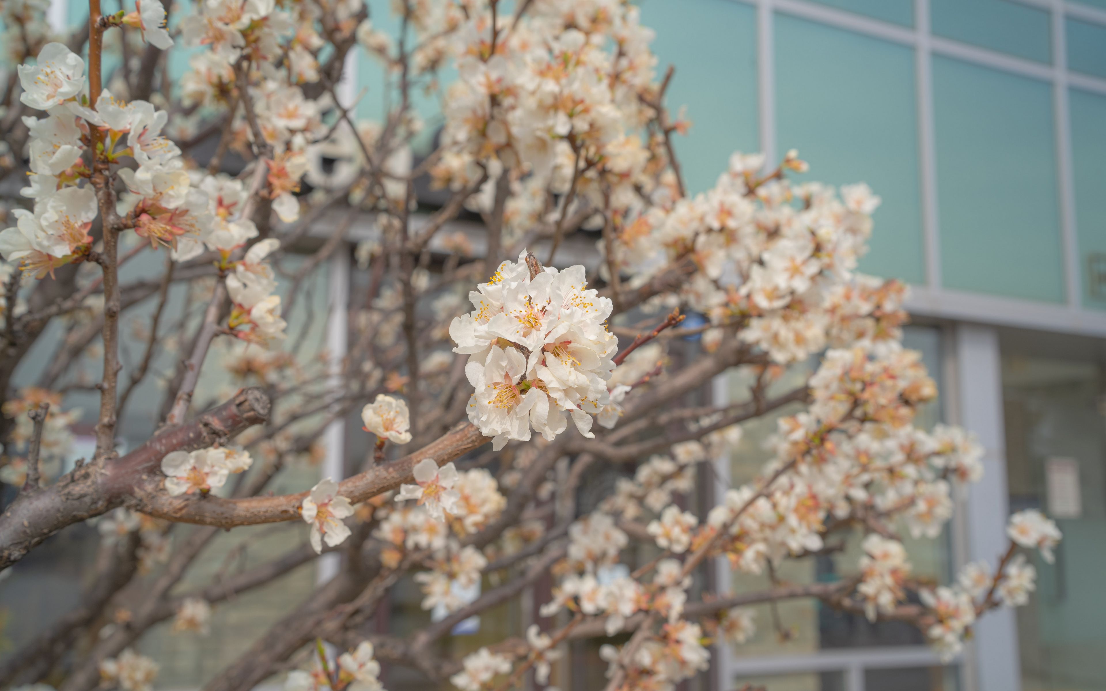 Download Wallpaper 3840x2400 Sakura Flowers Petals Branches Spring