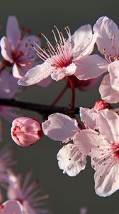 Preview wallpaper sakura, flowers, petals, branches, pink, macro