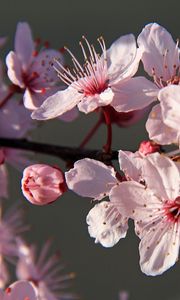 Preview wallpaper sakura, flowers, petals, branches, pink, macro