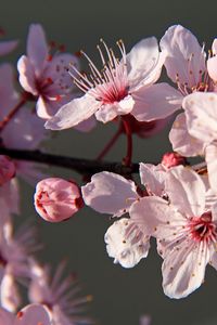 Preview wallpaper sakura, flowers, petals, branches, pink, macro