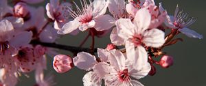 Preview wallpaper sakura, flowers, petals, branches, pink, macro