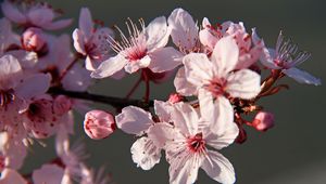 Preview wallpaper sakura, flowers, petals, branches, pink, macro