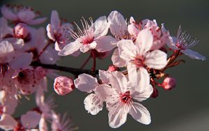 Preview wallpaper sakura, flowers, petals, branches, pink, macro