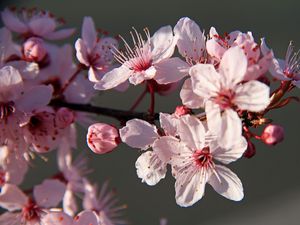 Preview wallpaper sakura, flowers, petals, branches, pink, macro