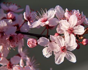 Preview wallpaper sakura, flowers, petals, branches, pink, macro