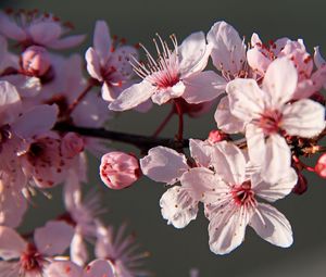 Preview wallpaper sakura, flowers, petals, branches, pink, macro