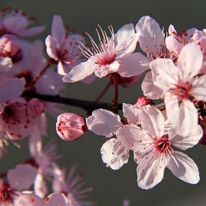 Preview wallpaper sakura, flowers, petals, branches, pink, macro