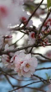 Preview wallpaper sakura, flowers, petals, branches, macro