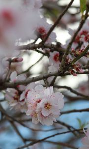 Preview wallpaper sakura, flowers, petals, branches, macro