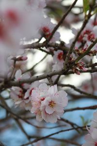 Preview wallpaper sakura, flowers, petals, branches, macro