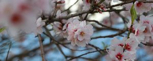 Preview wallpaper sakura, flowers, petals, branches, macro