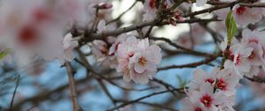 Preview wallpaper sakura, flowers, petals, branches, macro